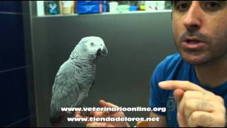 Informacion sobre las Hembras de Yaco - comprar loros