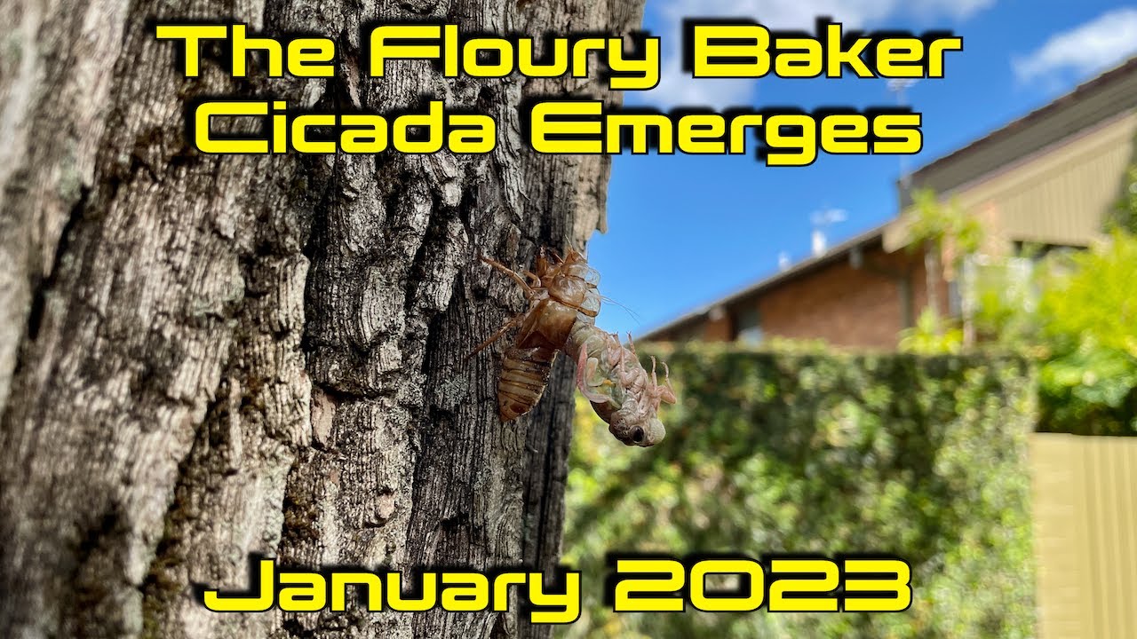 Floury Baker Cicada Emerging