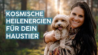 Energetische Reinigung für deine Haustiere: Harmonie für Hund und Katz