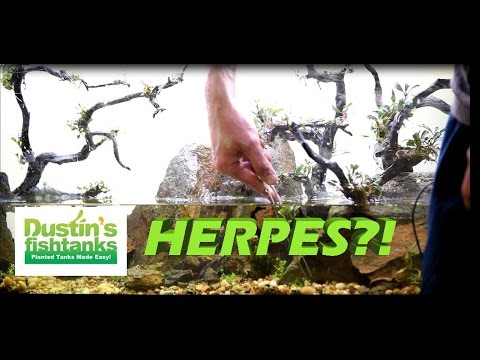 No Maintenance Aquarium Pregnant with HERPES Video