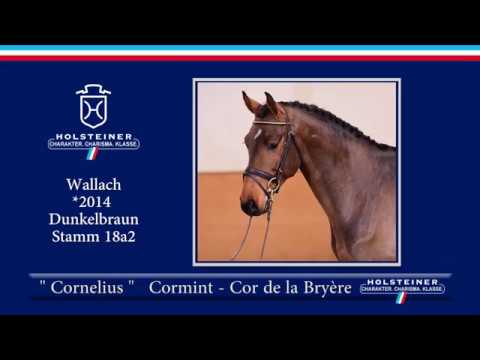 Holsteiner Frühjahrsauktion | Nr. 120 Cornelius