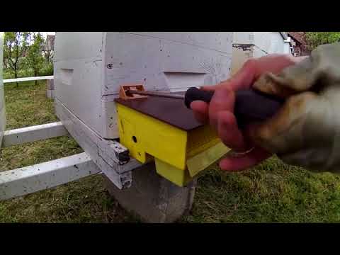 “Pollen Trap Installation – Easy Guide for Beekeepers & Honey Lovers!”