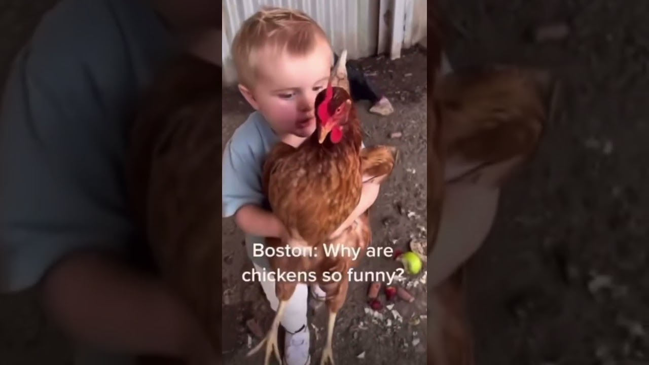Why are chickens so funny?