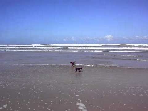 Kiara e Valeska na praia.AVI