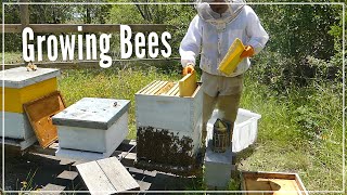 ARE BEES READY for this?