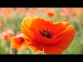 Magic Flower