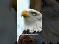 THE BALD EAGLE LIED TO US!