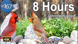 Uninterrupted Cat TV 😻8 Hours of Birds 🐦 Squirrels 🐿 TV for Cats No Ads