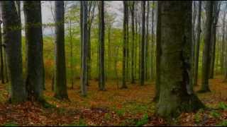 Zen Meditations from a Sleeping Buddha - Birds