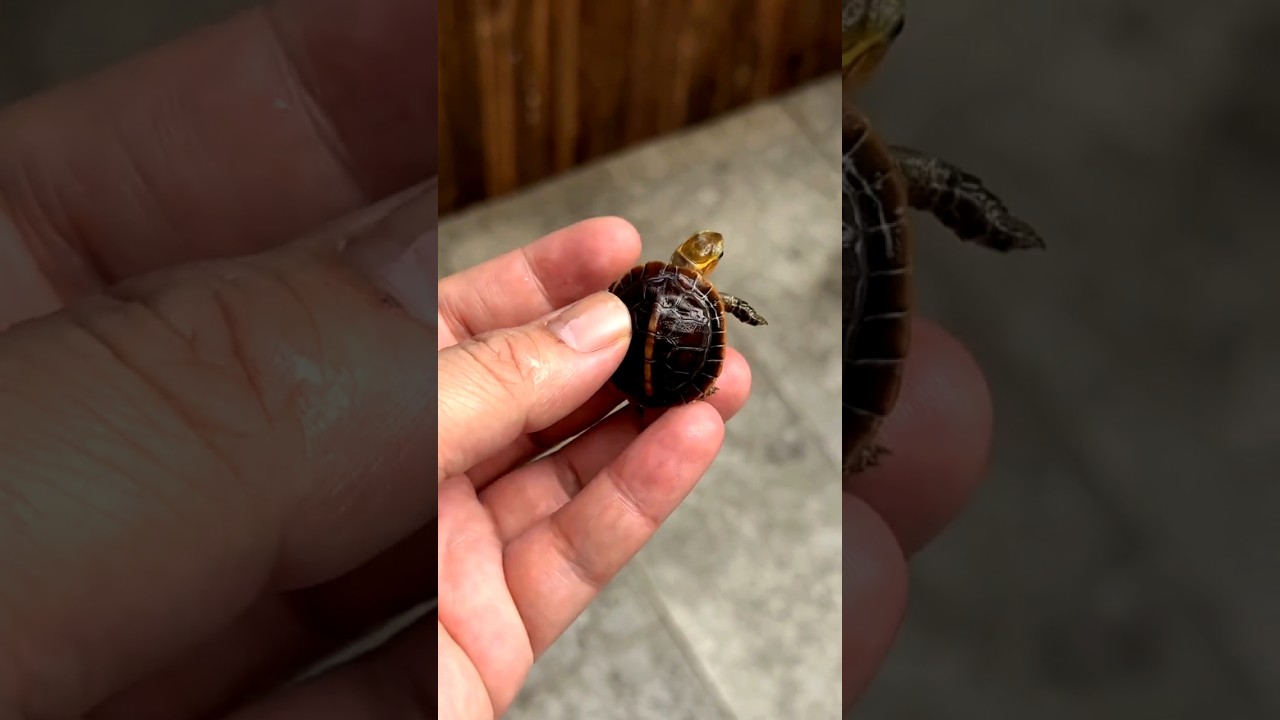 incredible animal transformation