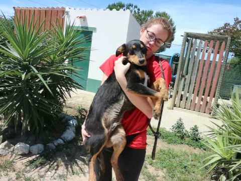 Vídeo de Fizz