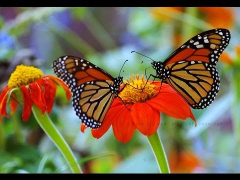 Butterfly Wings by Luanne Hunt