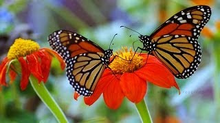 Butterfly Wings by Luanne Hunt