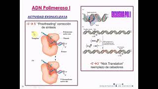 Genética T6B: Replicación del ADN - Biología Celular y Tisular