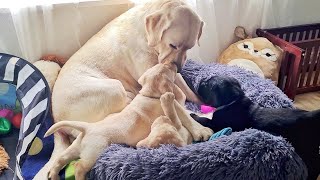 Puppies Love Their Momma ❤