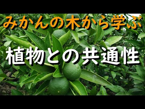 みかんの木 植物