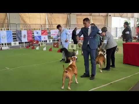 GRUPO 3 Club Canófilo de la Sultana del Norte