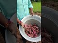Vivasayam Harvesting Cultivation Of Sweet Potato Shorts