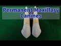 Permanent Maxillary Canine