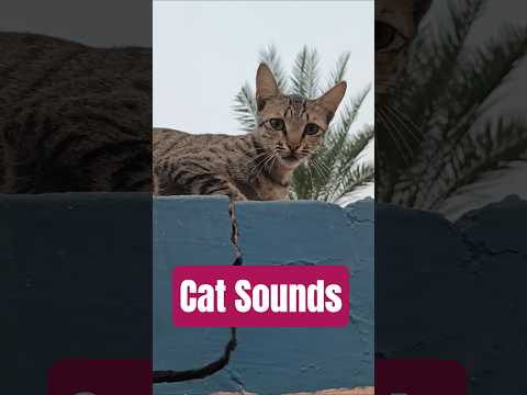 Cat Sounds 😍😻😻💓💓🐕🐕❣️❣️ #youtubeshorts #puppy #cat #Catvideos #cats