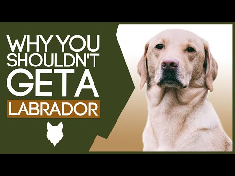 YouTube video about: Are labradors good apartment dogs?