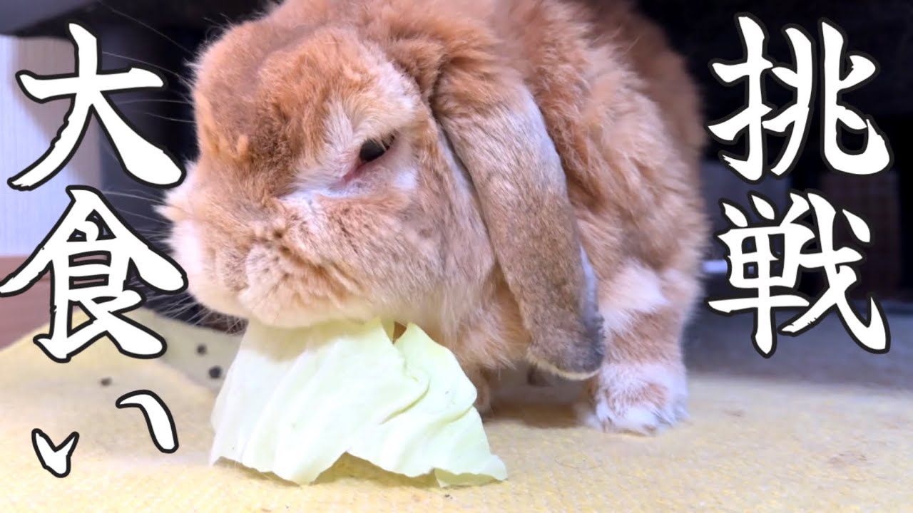 【完食チャレンジ】絶対に落とさず食べる12歳目前のうさぎ