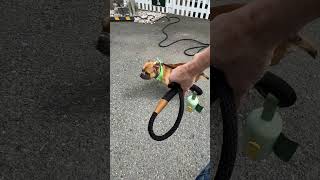 Video preview image #1 American Bulldog-French Bulldog Mix Puppy For Sale in Benton, LA, USA