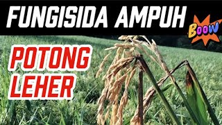 Download lagu CUT YOUR NECK? IT'S EASY, SPRAY IT WITH THESE 3 FUNGICIDES #cutneck #brokenneck #rice mp3 Download lagu CUT YOUR NECK? IT'S EASY, SPRAY IT WITH THESE 3 FUNGICIDES #cutneck #brokenneck #rice mp3