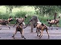 Single Baboon Stuck Between 20 Wild Dogs