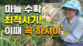 마늘 수확 최적시기 이때 해주면 딱맞습니다 마늘농사 마늘재배