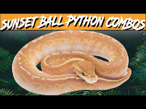 Sunset Ball Python Morph Combos | Jack's Reptiles