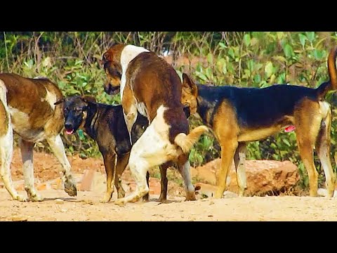 animal xdisi Mp4 3GP Video & Mp3 Download unlimited Videos Download -  