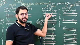Linkage and Recombination: Morgan's Experiment | Mendel's genetics for NEET and class 12th
