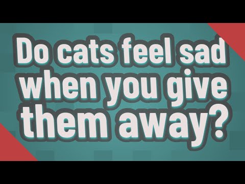 Do cats feel sad when you give them away?