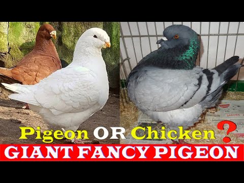 , title : 'GIANT FANCY PIGEON PIGEON BREEDS | LARGEST PIGEON IN SIZE | TOP 06 BIGGEST FANCY PIGEON BREEDS'