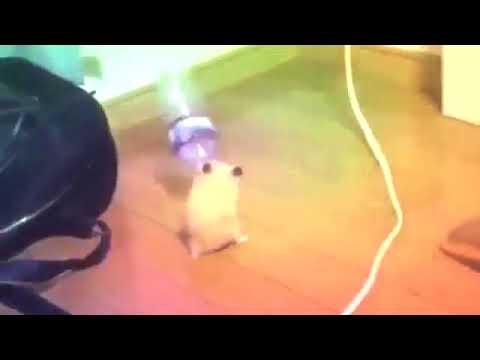 hamster dancing with water bottle