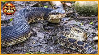 Snake vs Snake: The Most INTENSE Reptile Battles Ever Recorded | Animal Fight
