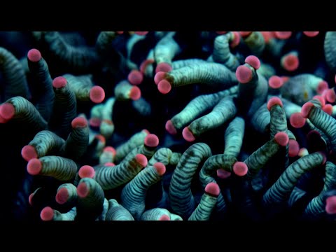 La riproduzione dei coralli