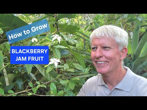 Growing Tips Blackberry Jam Fruit 