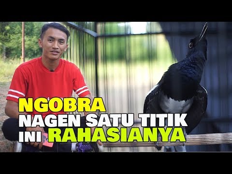 NGOBRA NAGEN SATU TITIK , INI RAHASIANYA