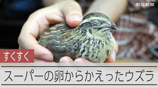 スーパーの卵から生まれたウズラ、すくすく成長中　ネコとも仲良し