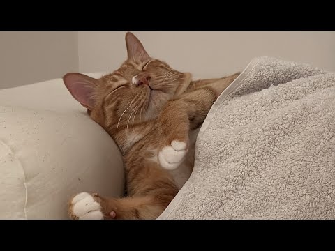 사람처럼 자는 고양이