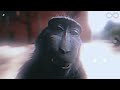 Rizz Monkey 1 Hour