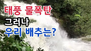 배추재배 태풍 하이선이 지나간 자리 배추밭 관리 태풍 후 빨리 손보세요