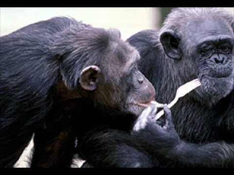 Moby - Natural Blues (Alektronick Remix)