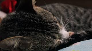 Kiray Cat [Unedited Video, Canon EOS 550D / Rebel T2i / Kiss X5]