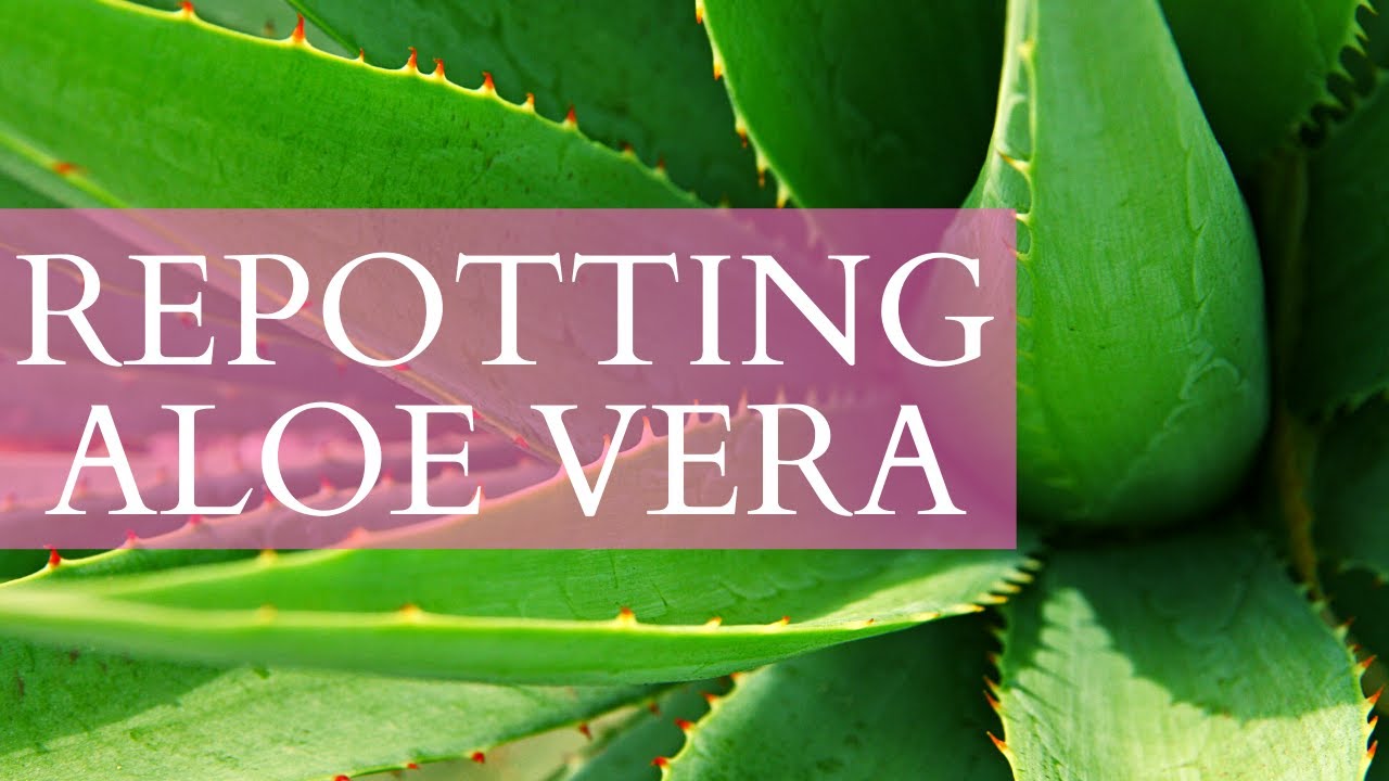 Repotting Aloe Vera Plant | Conscious Living
