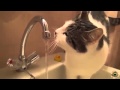 Funy Cats In Water Best Video Must See 2016