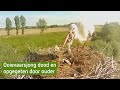 Ooievaarsjong Wamel dood en opgegeten door ouder