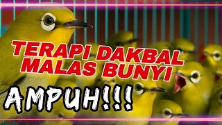 Download lagu TERAPI PLECI DAKBAL‼️PANCINGAN DAKBAL AGAR CEPAT NGEPLONG✅ mp3